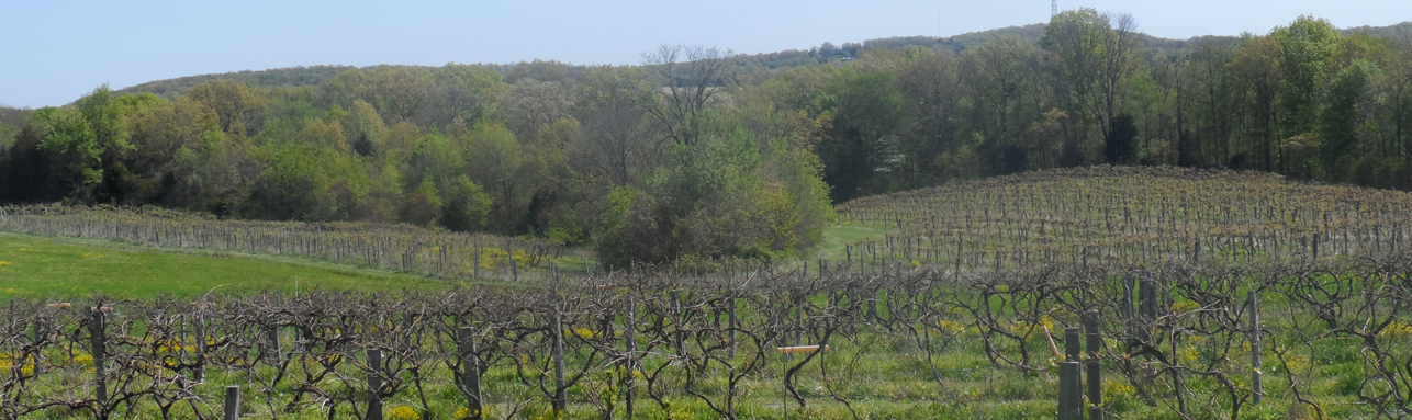 Sainte Genevieve Vineyards