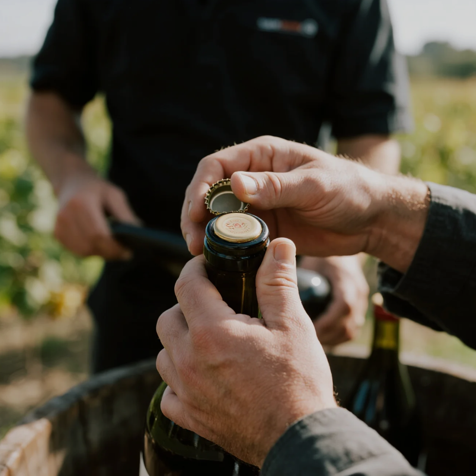 Winemaker at Sainte Genevieve Winery carefully tending to grapes in the vineyard